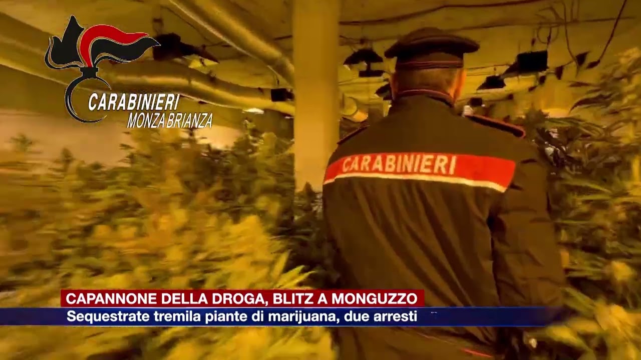 Etg - Monguzzo, blitz nel capannone della droga. Due arresti, sequestrate oltre 3mila piante