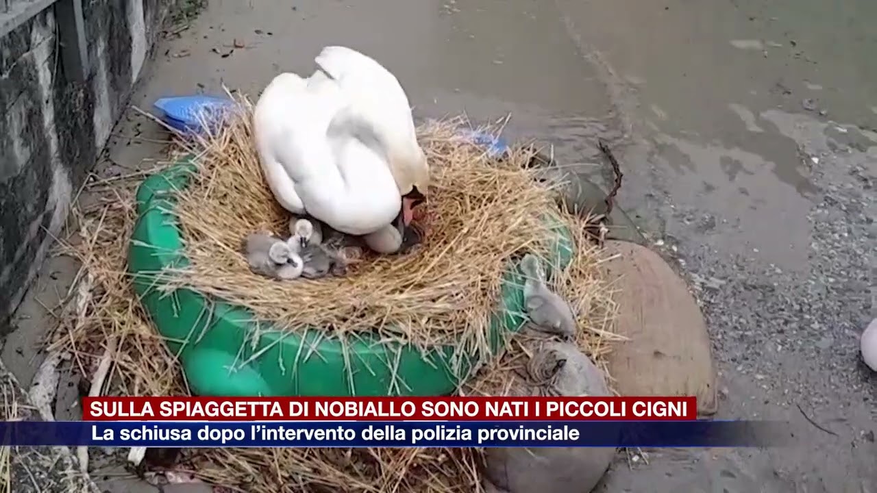Etg - Sulla spiaggetta di Nobiallo sono nati i piccoli cigni