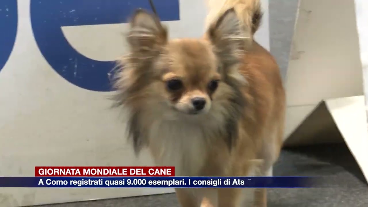 Etg - Giornata mondiale del cane, a Como registrati quasi 9.000 esemplari