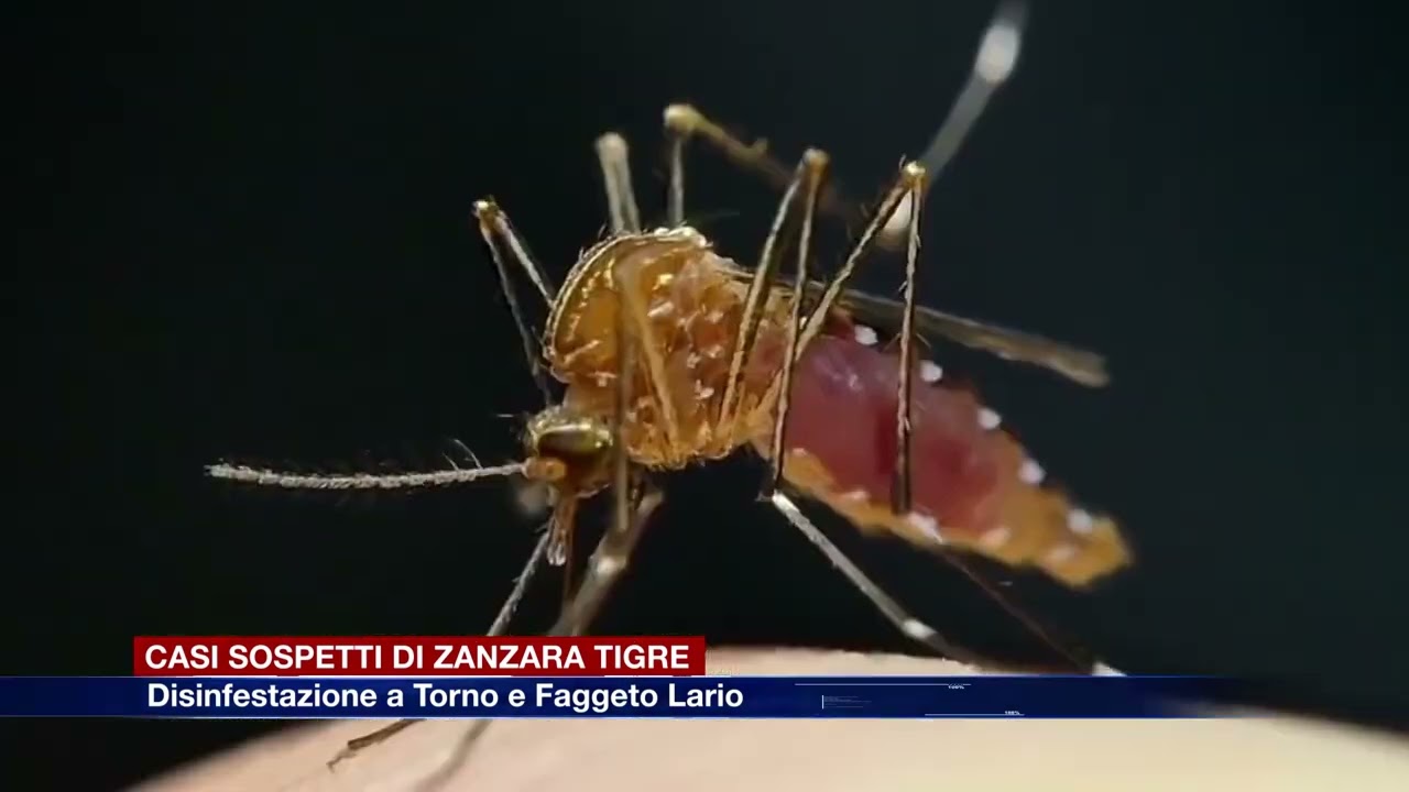 Etg - Casi sospetti di zanzara tigre, disinfestazione a Faggeto e Torno