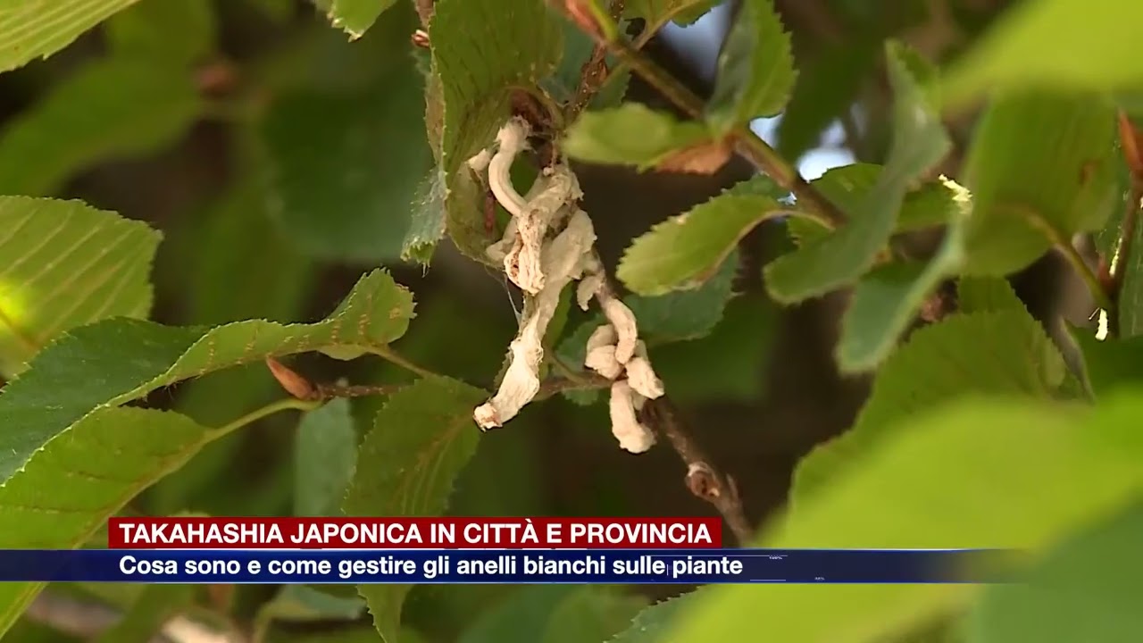 Etg - Takahashia japonica in città e provincia: come gestire gli anelli bianchi sulle piante