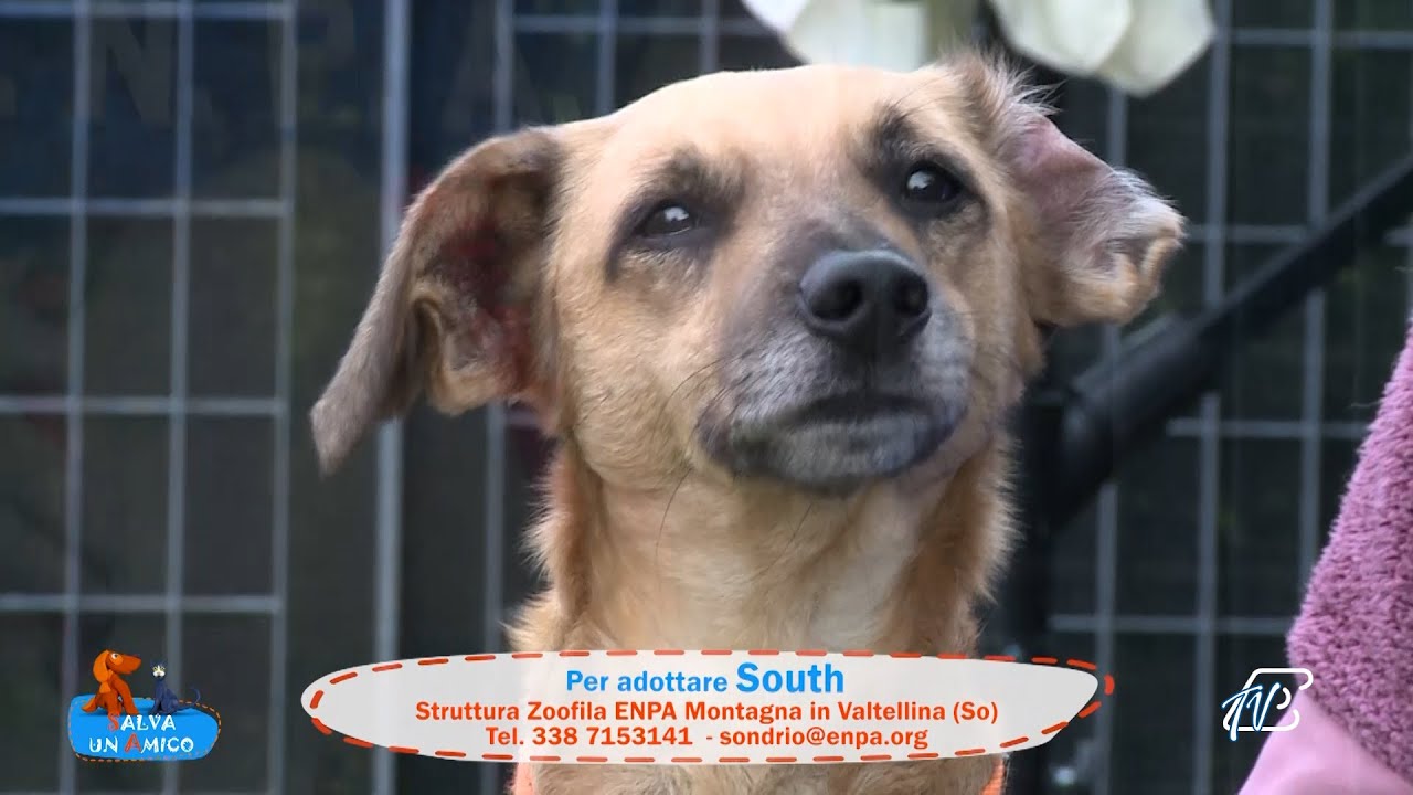 SALVA UN AMICO - 27 OTTOBRE 2025