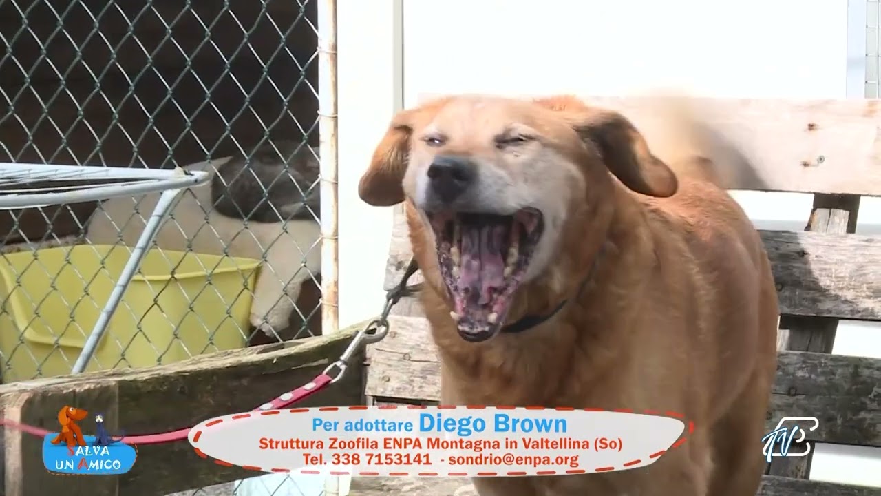 SALVA UN AMICO - 28 OTTOBRE 2025