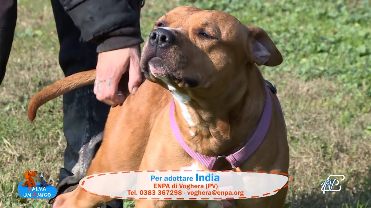 SALVA UN AMICO - 10 NOVEMBRE 2025