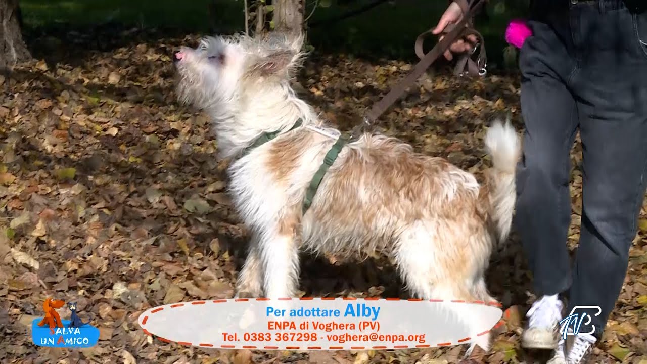 SALVA UN AMICO - 11 NOVEMBRE 2025