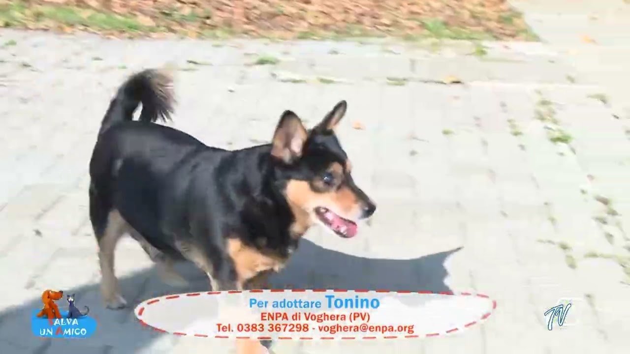 SALVA UN AMICO - 12 NOVEMBRE 2025