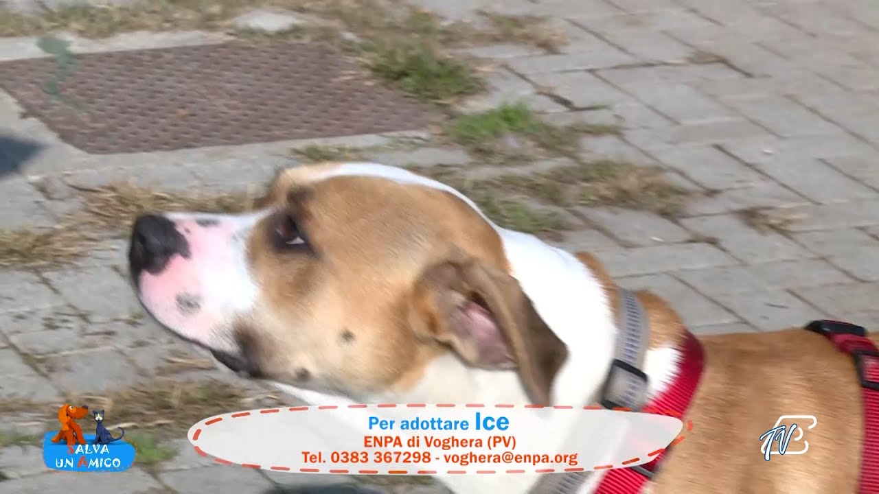 SALVA UN AMICO - 13 NOVEMBRE 2025