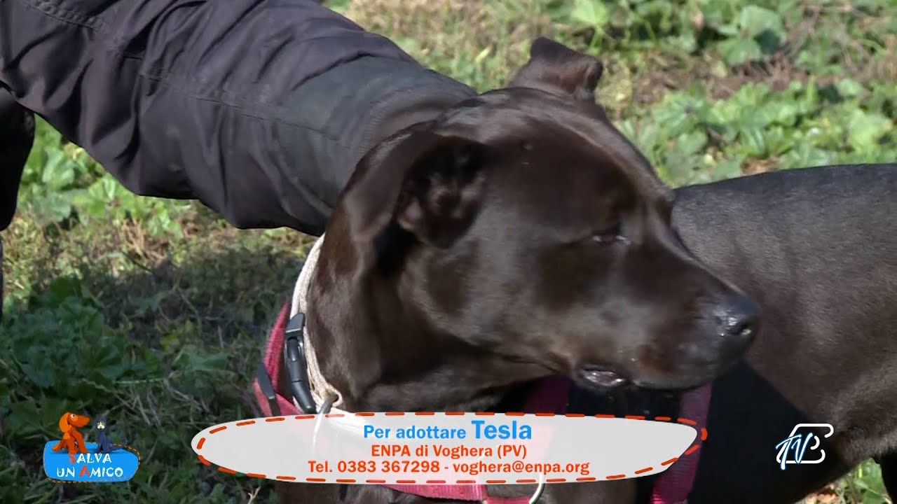 SALVA UN AMICO - 14 NOVEMBRE 2025