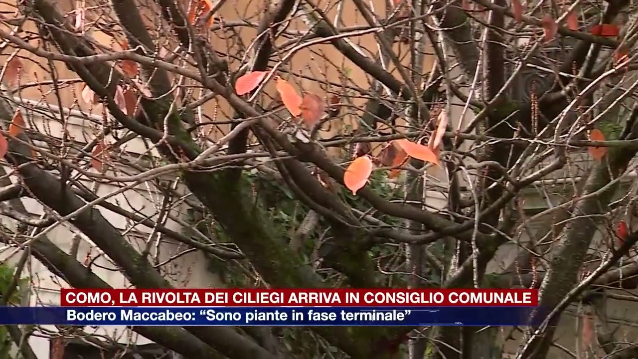 Etg - Como, la rivolta dei ciliegi arriva in consiglio comunale