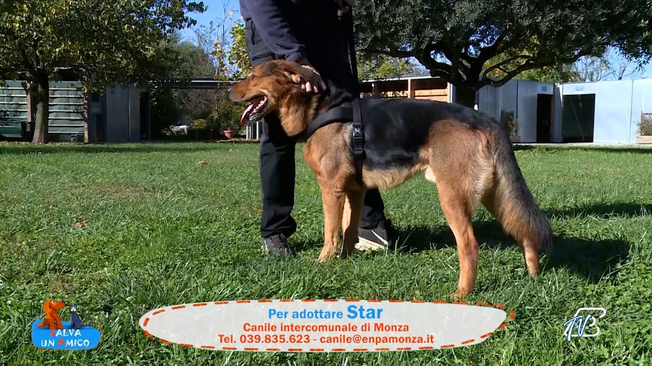 SALVA UN AMICO - 3 NOVEMBRE 2025