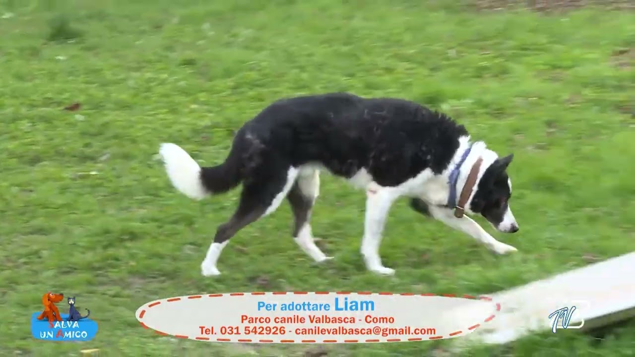 SALVA UN AMICO - 19 NOVEMBRE 2025