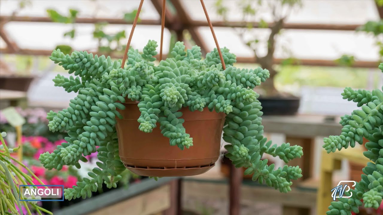 ANGOLI 4/11/2025: LUIGI BIFFI - L'AUTUNNO NEI GIARDINI E NEGLI ORTI