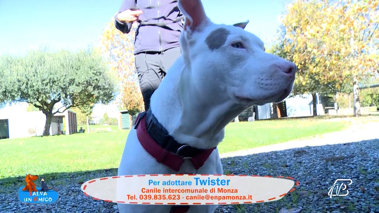 SALVA UN AMICO - 4 NOVEMBRE 2025