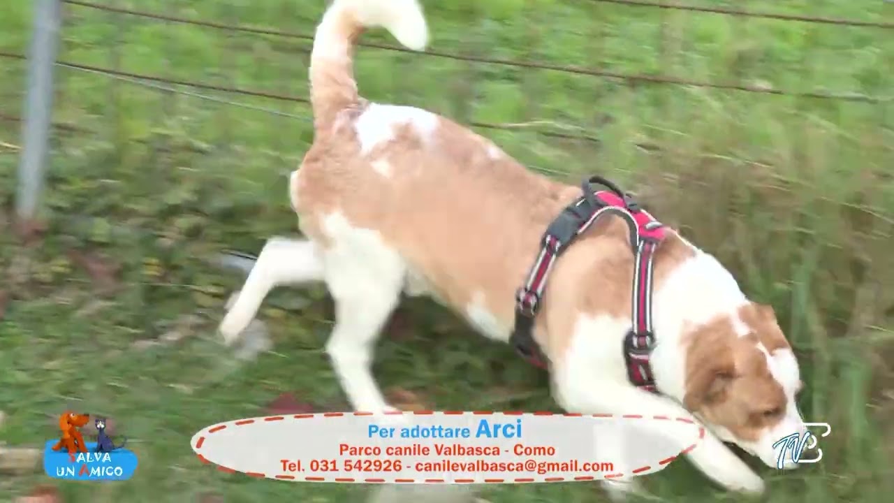 SALVA UN AMICO - 24 NOVEMBRE 2025