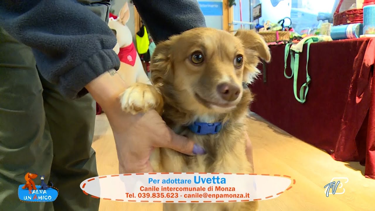 SALVA UN AMICO - 25 NOVEMBRE 2025