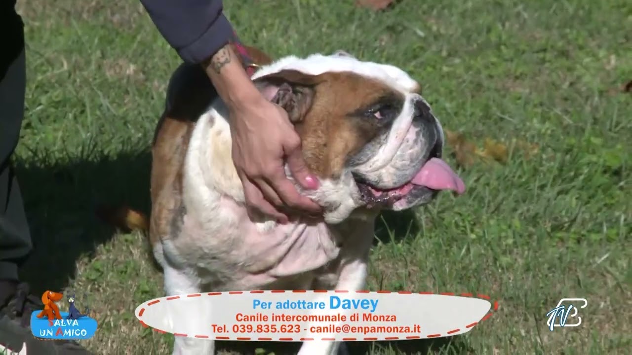 SALVA UN AMICO - 5 NOVEMBRE 2025