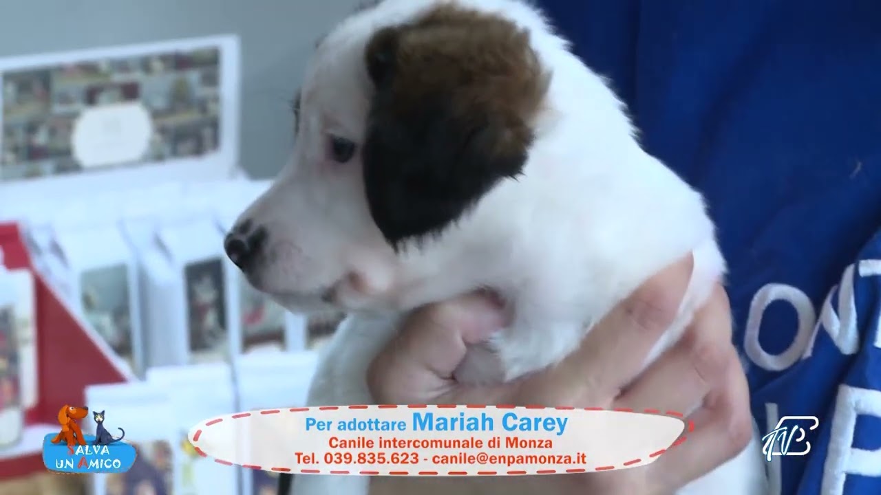 SALVA UN AMICO - 10 DICEMBRE 2025