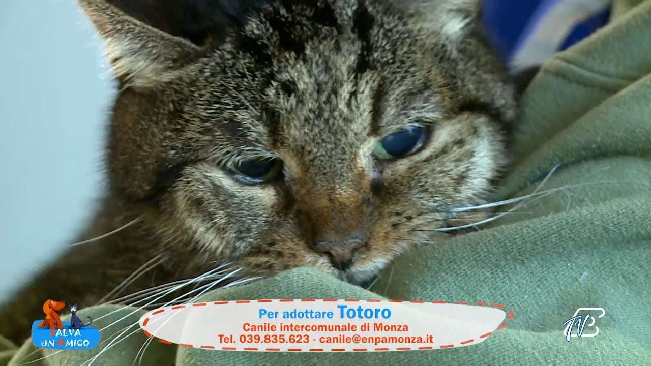 SALVA UN AMICO - 1 DICEMBRE 2025