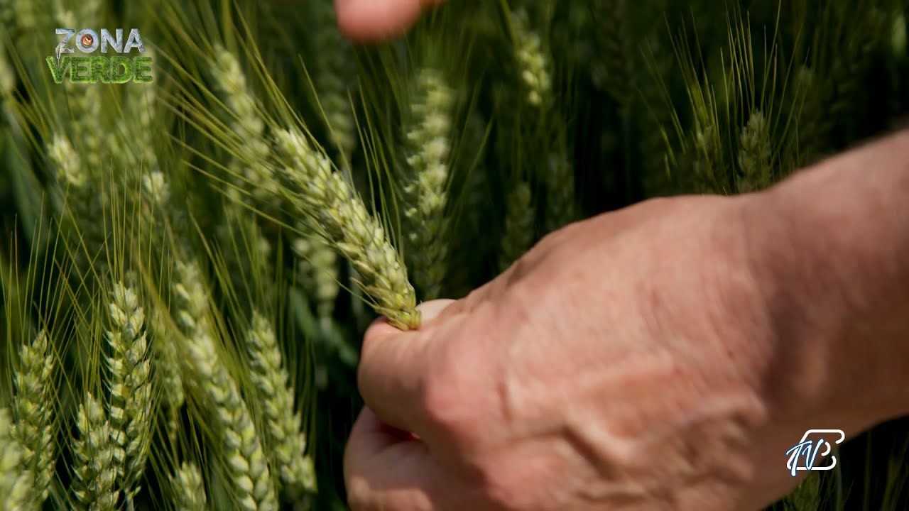 ZONAVERDE - PUNTATA 9 ST5