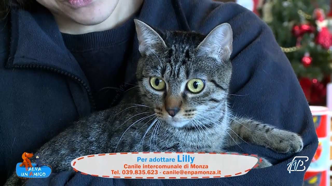 SALVA UN AMICO - 15 DICEMBRE 2025