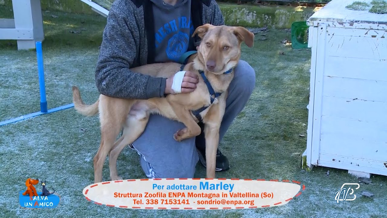 SALVA UN AMICO - 17 DICEMBRE 2025