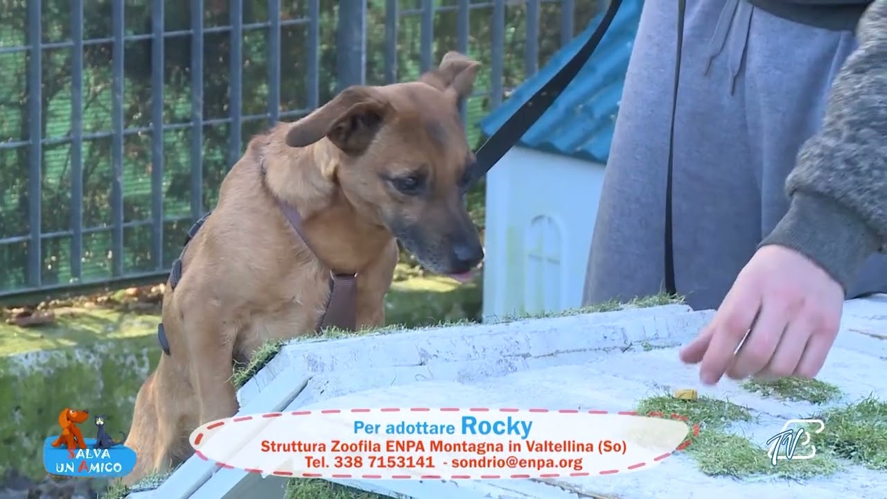 SALVA UN AMICO - 18 DICEMBRE 2025