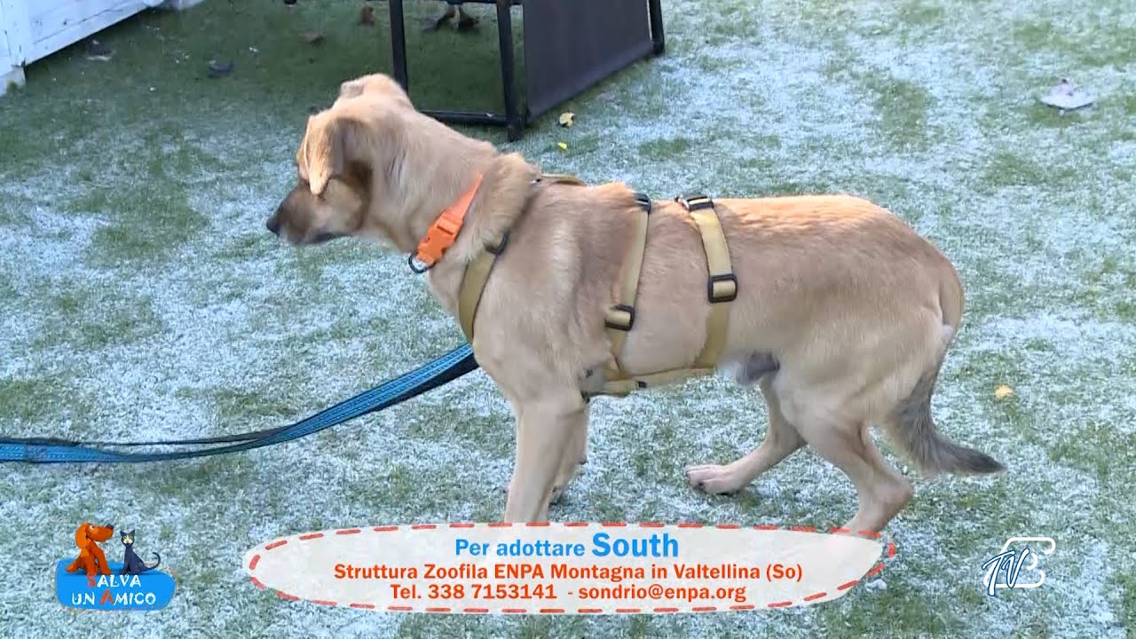 SALVA UN AMICO - 19 DICEMBRE 2025