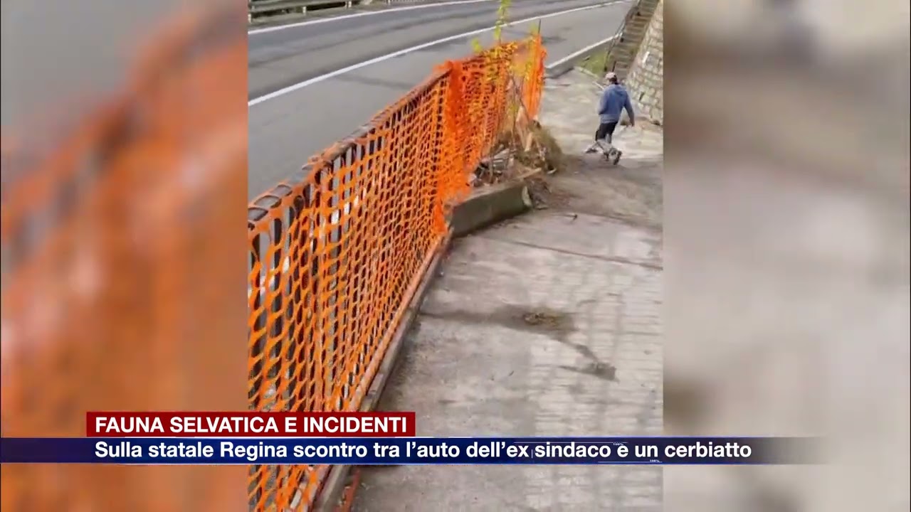 Etg - Sulla statale Regina scontro tra l’auto dell’ex sindaco e un cerbiatto