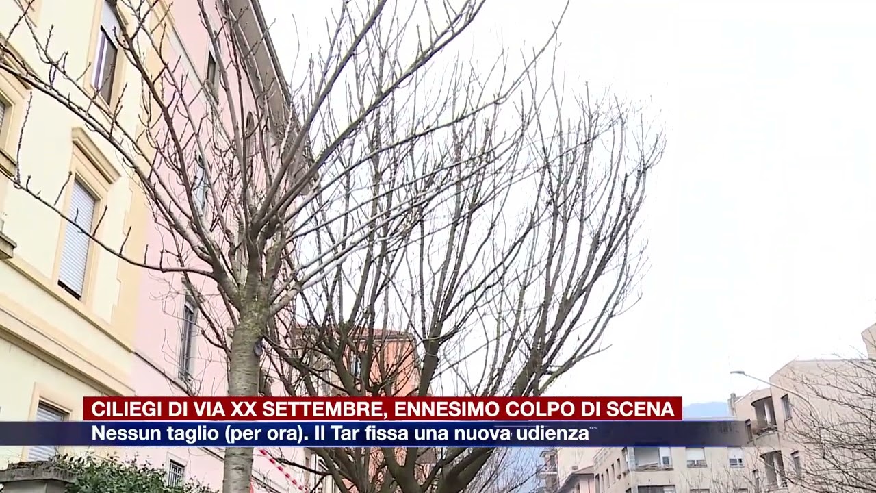Etg - Ciliegi di via XX Settembre, altro colpo di scena. No al taglio per ora, nuova udienza del Tar