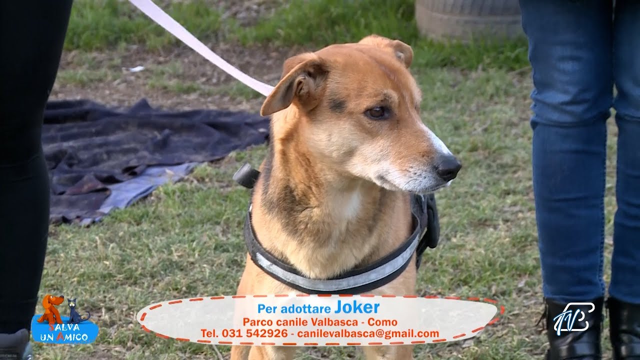 SALVA UN AMICO - 14 GENNAIO 2026