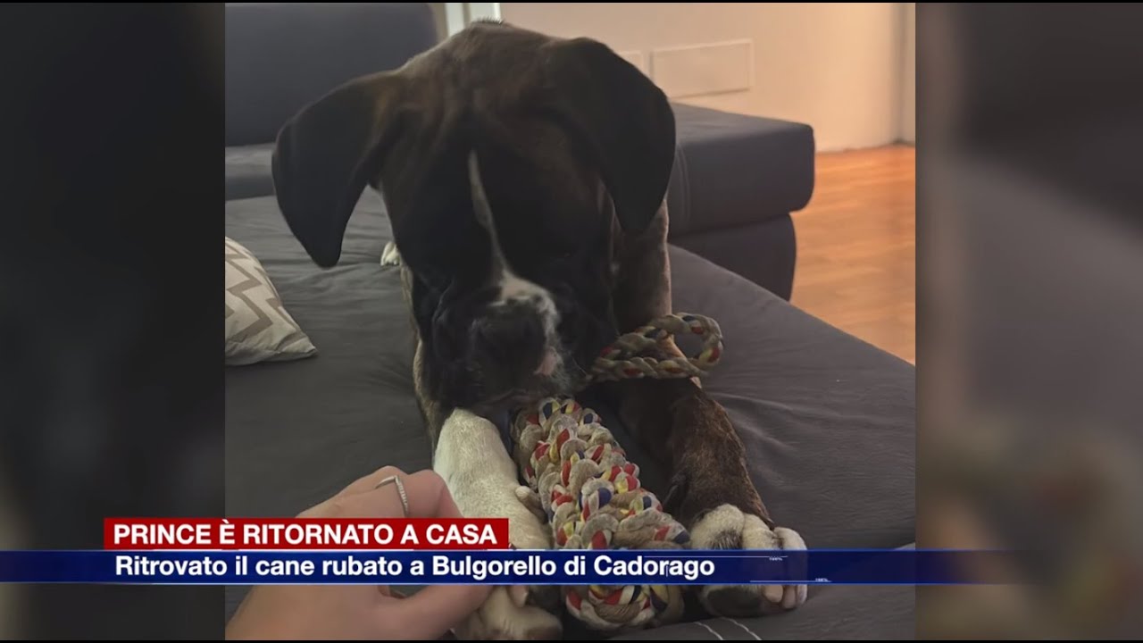 Etg - Prince, il cane rubato a Bulgorello è tornato a casa