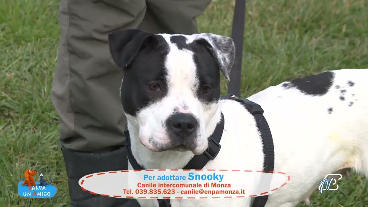 SALVA UN AMICO - 22 GENNAIO 2026