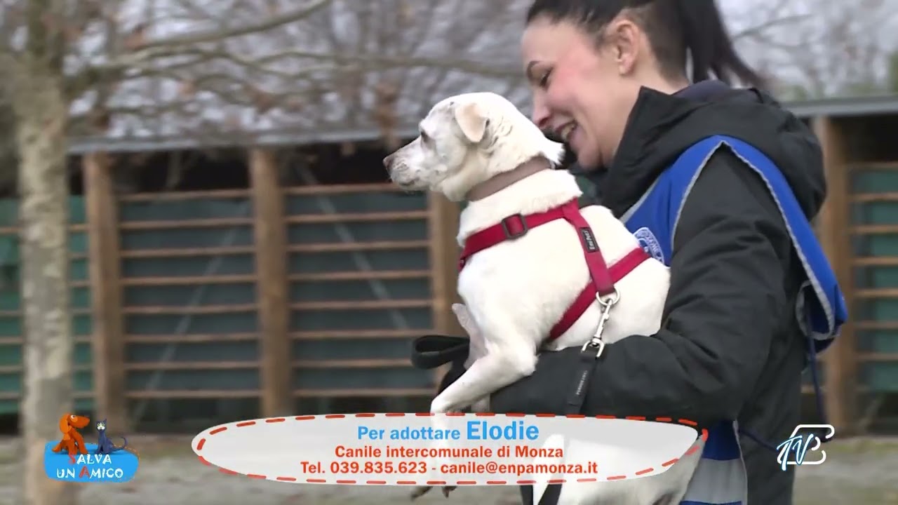 SALVA UN AMICO - 23 GENNAIO 2026