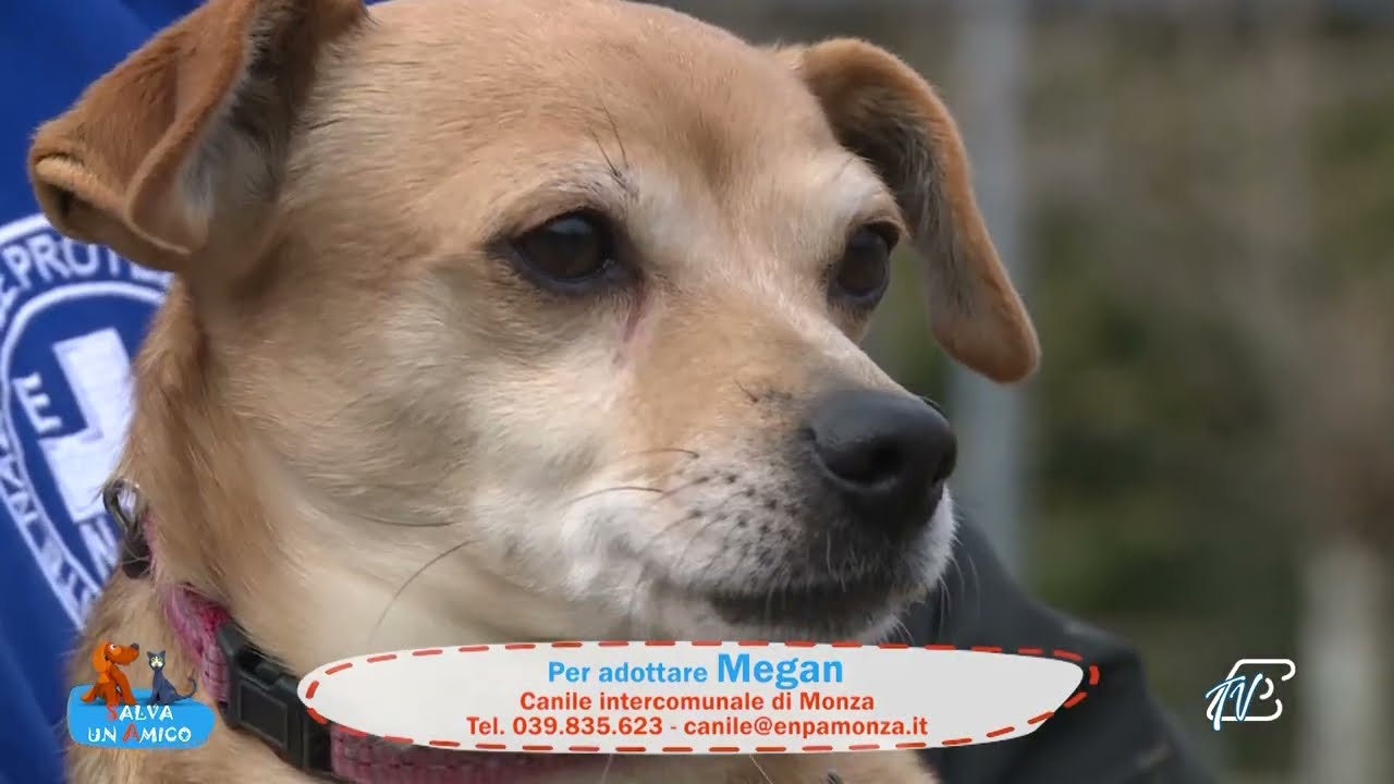 SALVA UN AMICO - 26 GENNAIO 2026