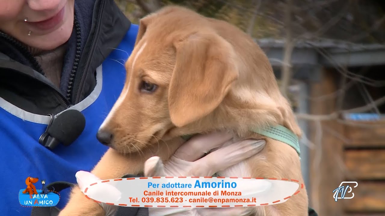 SALVA UN AMICO - 27 GENNAIO 2026