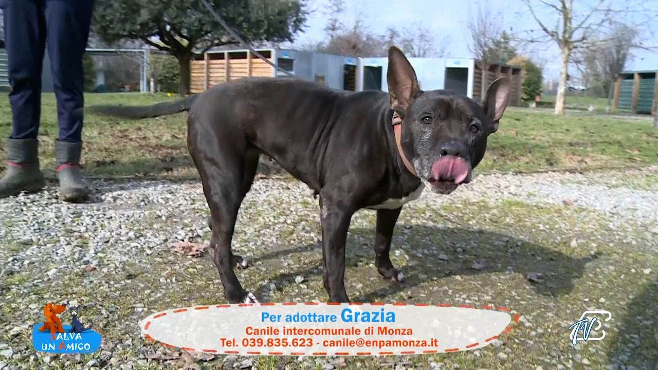 SALVA UN AMICO - 10 FEBBRAIO 2026