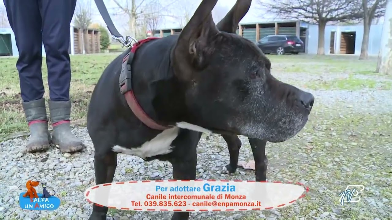 SALVA UN AMICO - 11 FEBBRAIO 2026