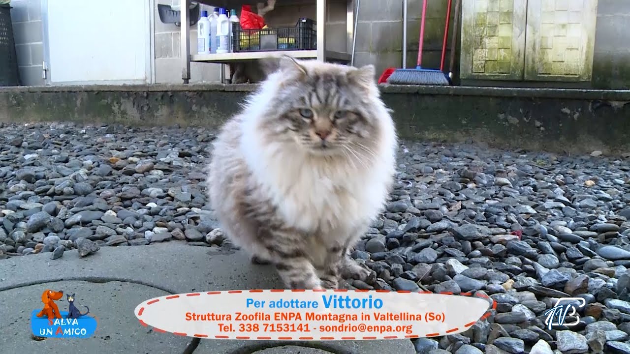 SALVA UN AMICO - 2 FEBBRAIO 2026