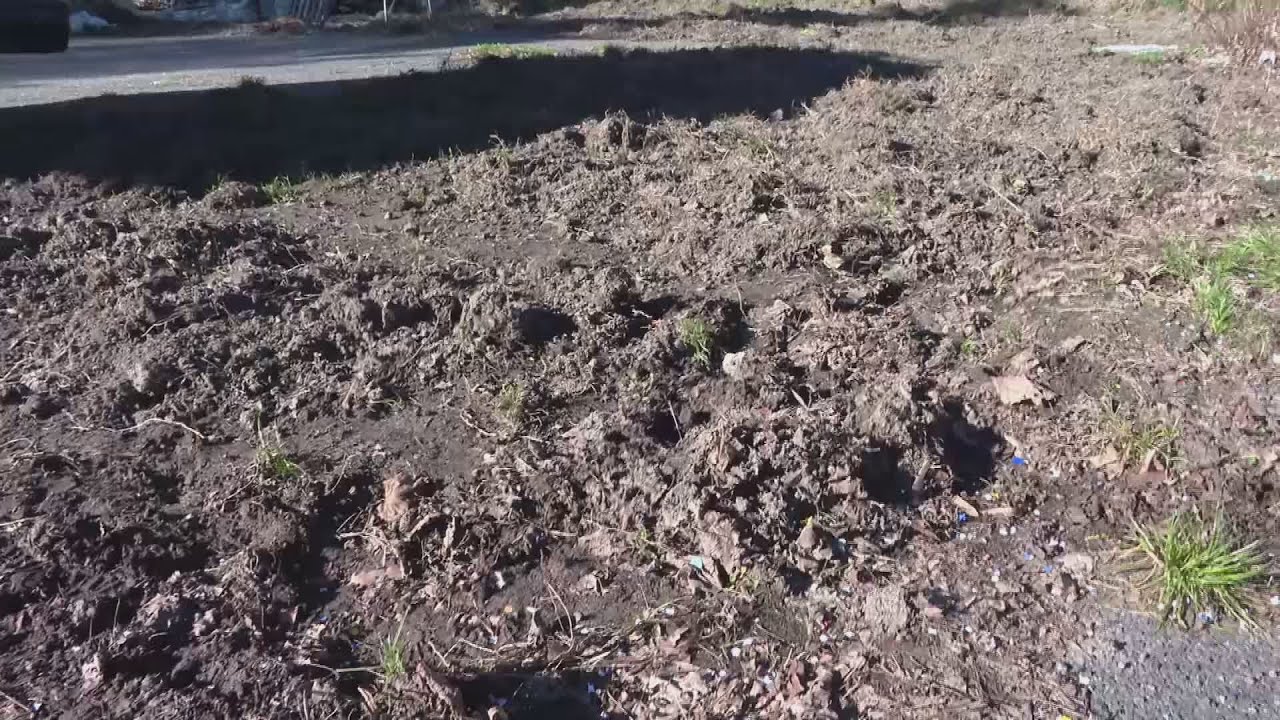 Cinghiali nel parco e tra gli orti