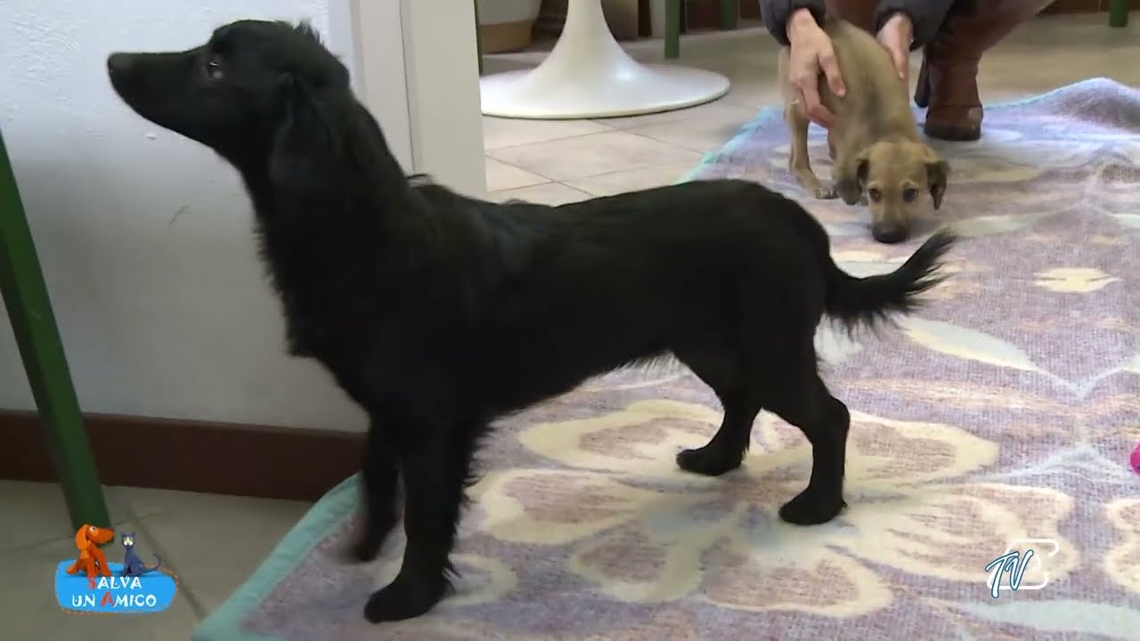 SALVA UN AMICO - 27 FEBBRAIO 2026