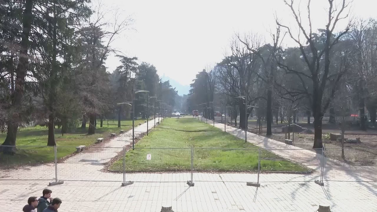 Como, ipotesi peri al posto dei ciliegi ai Giardini a Lago
