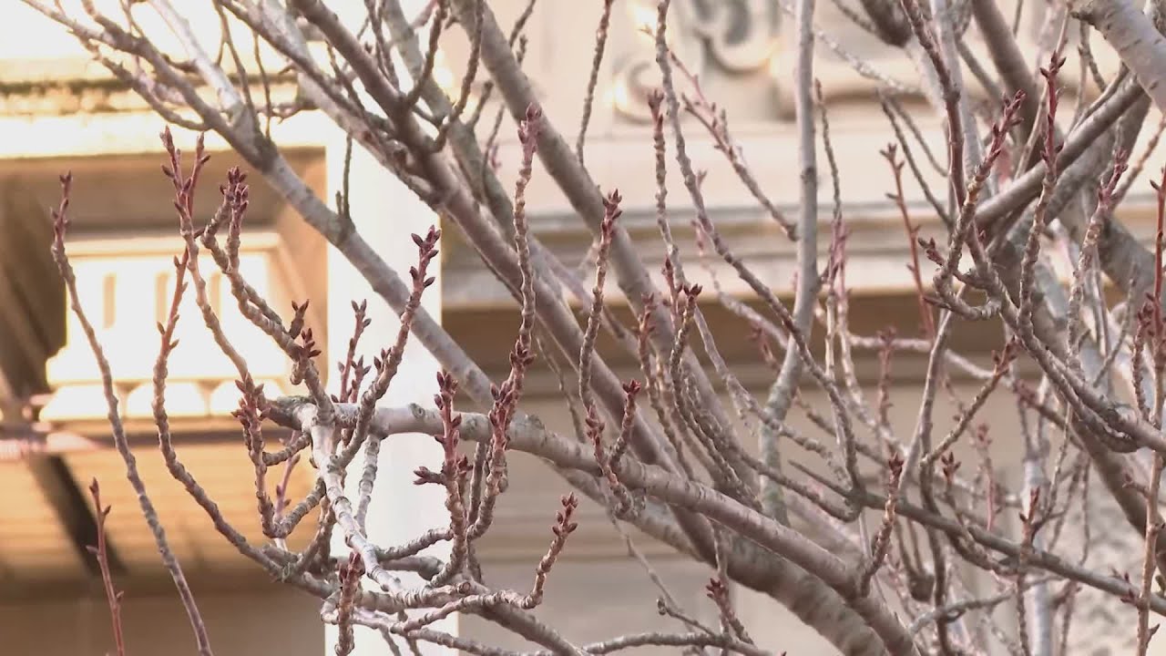 Ciliegi di via XX Settembre, il Tar blocca il taglio. Esulta il Comitato