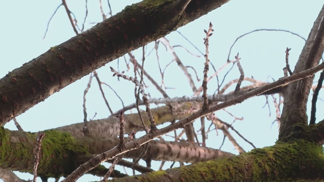 Salvi i ciliegi di via XX Settembre, parla il Comune