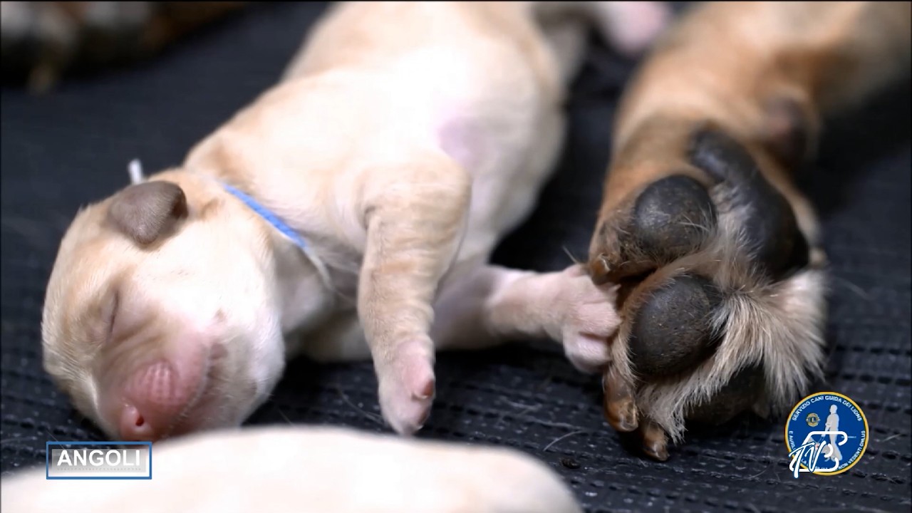 ANGOLI 18/3/2026: SERVIZIO CANI GUIDA CERCA PUPPY WALKER PER ADDESTRAMENTO CUCCIOLI