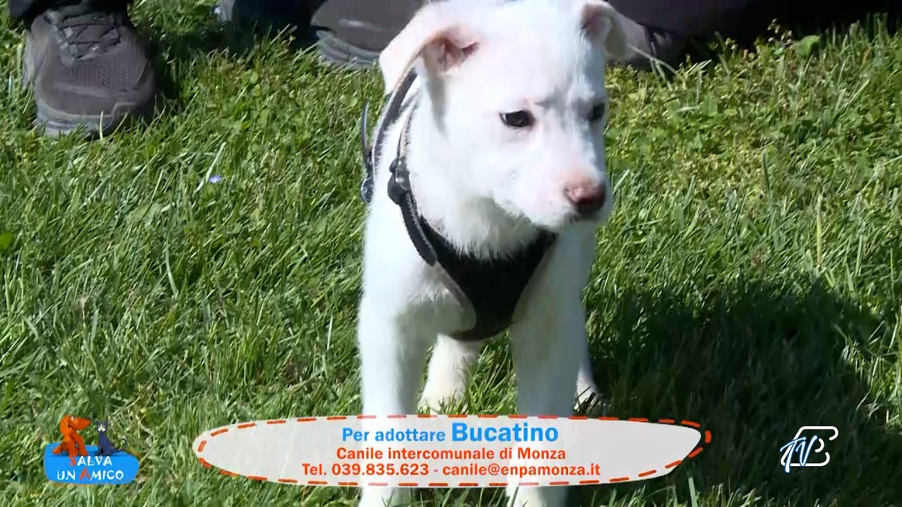 SALVA UN AMICO - 20 MARZO 2026