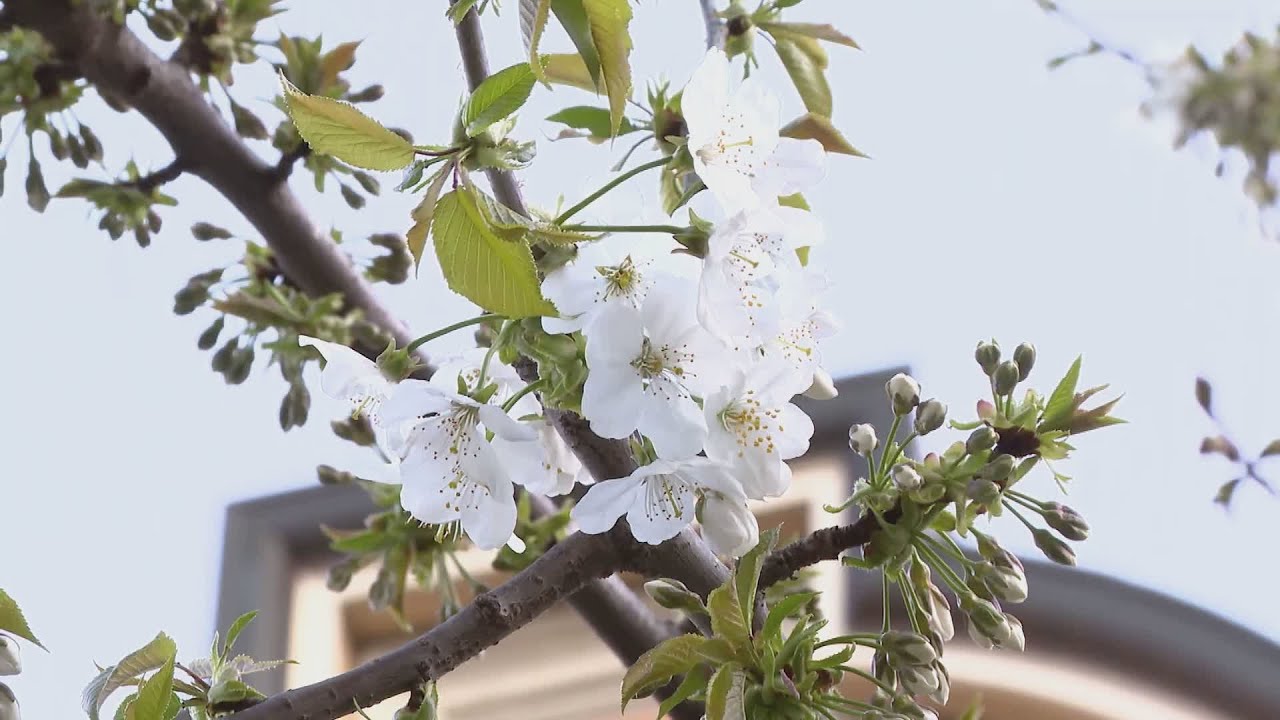Como, ciliegi di via XX Settembre
