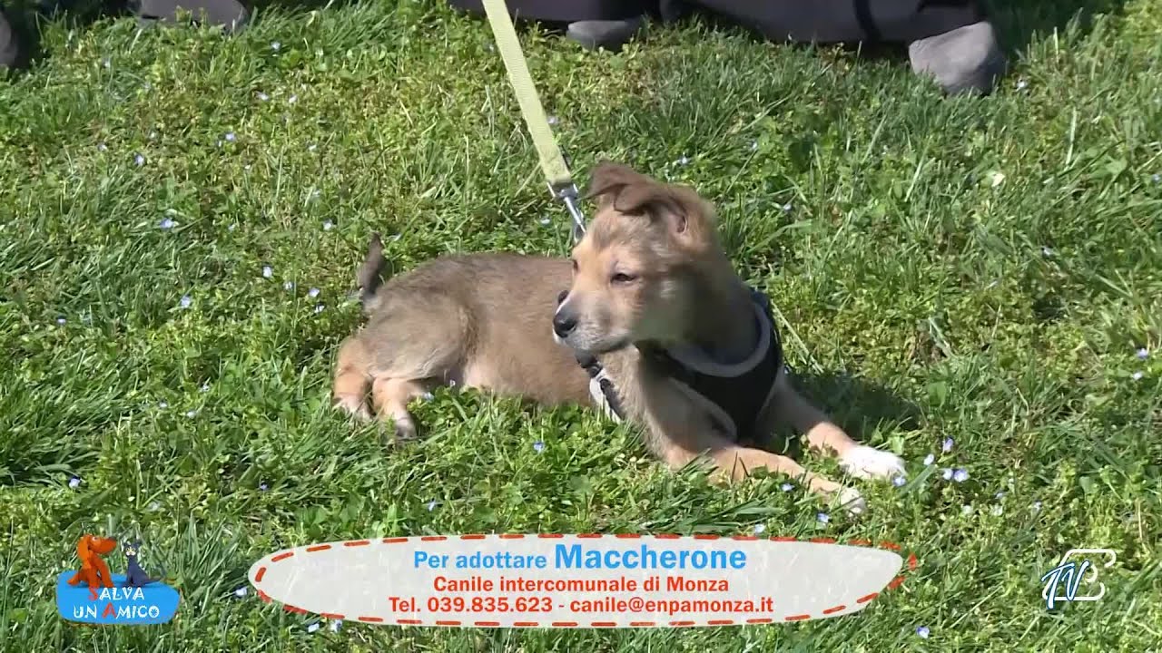 SALVA UN AMICO - 25-03-2026