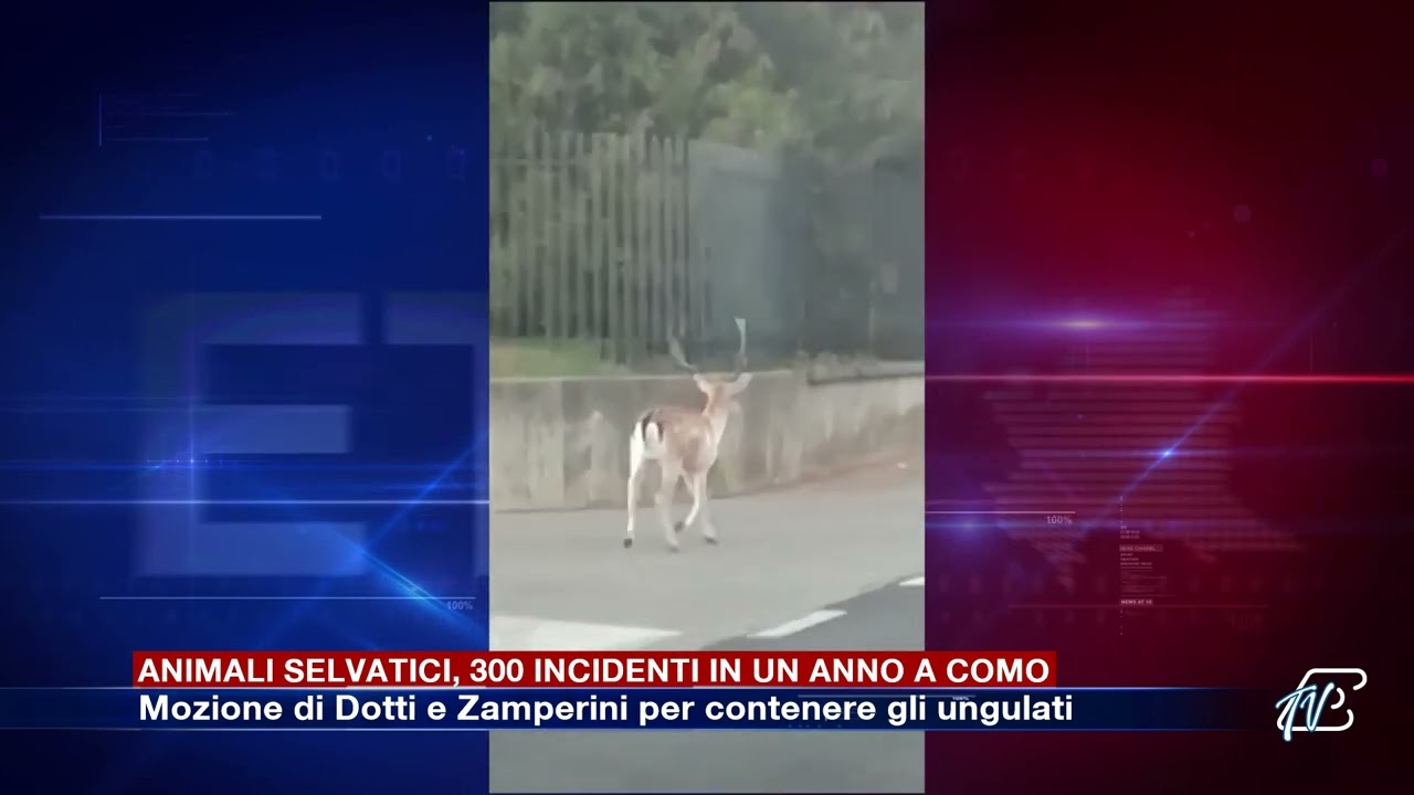 Animali selvatici, 300 incidenti in un anno a Como