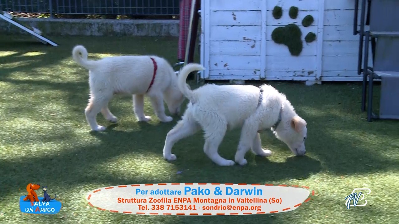 SALVA UN AMICO - 13 APRILE 2026