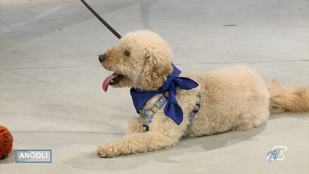 ANGOLI 17/4/2026: AL PARCO COMUNALE DI ANZANO PER LA PET THERAPY - RUBRICHE